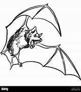 Image result for White-winged Vampire Bat