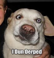 Image result for derp face dogs