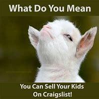 Image result for Cute Baby Goat Memes