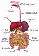 Image result for Digestion Stages