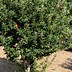 Image result for Well Pruned Apple Tree