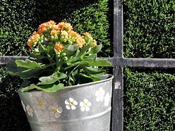 Image result for Container Gardening Flowers