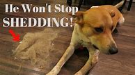 Image result for Stop Dog Shedding