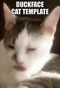 Image result for Meme Cat Template Loading