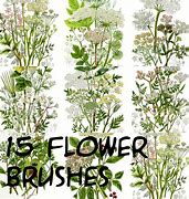 Image result for Free Photoshop Floral Brush