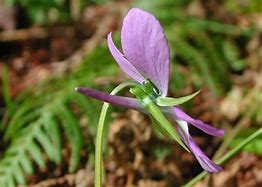 Image result for Viola cornuta