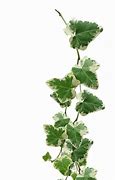 Image result for Leafy Vines