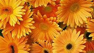 Image result for Floral Wallpaper for iPhone