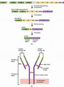Image result for Different Types of Genes