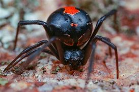 Image result for Australian Redback Spider