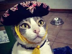Image result for Mexican Cat PFP