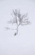 Image result for Tree iPhone Wallpaper