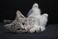 Image result for Grey Tabby Kitten