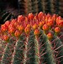 Image result for Mexican Cactus Plants
