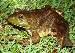 Image result for Bullfrog