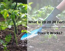 Image result for 20 20 20 Plant Fertilizer