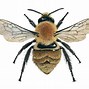 Image result for What Are Black Bees