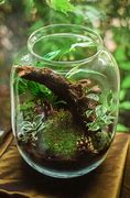 Image result for DIY Moss Terrarium