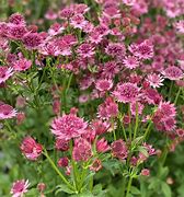 Image result for Astrantia major Roma