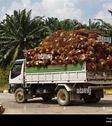 Image result for Palm Oil Overloading