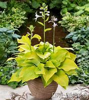 Image result for Hosta Ki Ren Jyaku