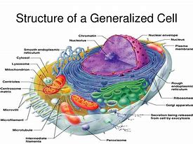 Image result for General Structure of Cell