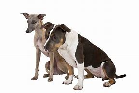 Image result for Whippet Pit Bull Mix