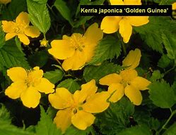 Image result for Kerria japonica Golden Guinea