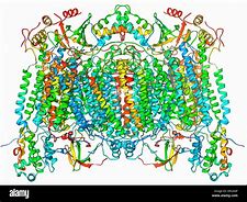 Image result for cytochrom_c