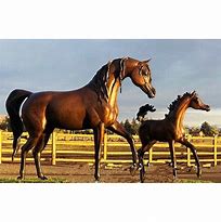 Image result for Arabian Horse Sculpture