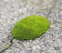Image result for Rock Moss Green