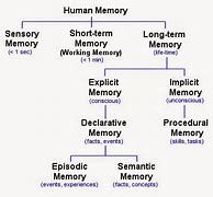Image result for Memory AP Psychology