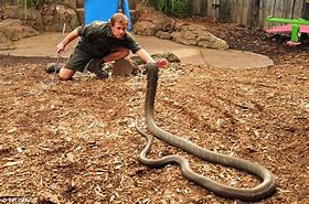 Image result for Biggest Snake Australia