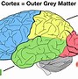Image result for Lateral Fissure Brain Model