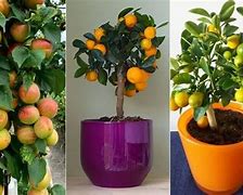 Image result for Indoor Fruit Plants