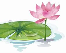 Image result for Lotus Flower Vector Art