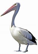 Image result for Free Clip Art Pink Pelican
