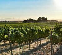 Image result for Laird Family Estate Syrah Dyer Ranch