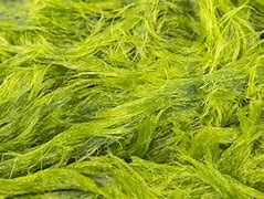 Image result for algae