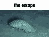 Image result for Sea Isopod Meme