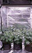 Image result for Grow Tent LED Lights