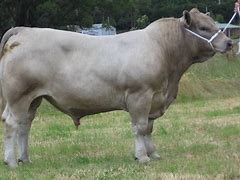 Image result for Beef Cattle Breeds in Botswana