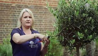 Image result for Pruning Olive Trees