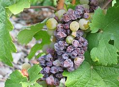Image result for Botrytis Cinerea Grapes