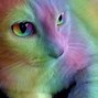 Image result for Rainbow Cat Fan Art
