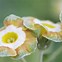 Résultat d’images pour Primula auricula Adrian
