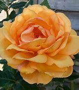 Image result for Golden Rose Laxquer 100