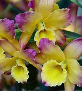 Image result for Colorful Orchids