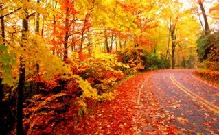 Image result for Autumn Leaf Wallpaper