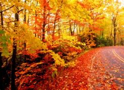 Image result for Autumn Fall Colors